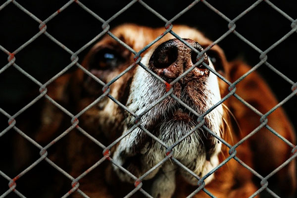 Отлов безнадзорных животных в Челябинске: ответственность перешла к муниципальной службе | В Челябинске отлов собак возьмёт на себя муниципальная служба Отлов безнадзорных животных в Челябинске: ответственность перешла к муниципальной службе | В Челябинске отлов собак возьмёт на себя муниципальная служба