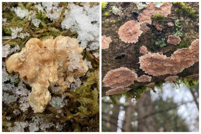 Что растёт в лесу зимой? Челябинцев удивили зимние находки на Таганае | На Таганае в Челябинской области в начале зимы выросли грибы