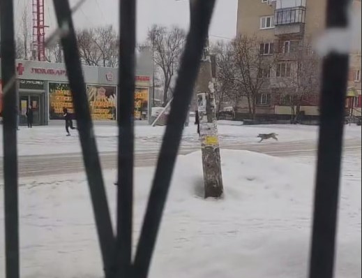 «Потом читаем страшные сводки» — в посёлке под Челябинском молодёжь дразнит свору собак