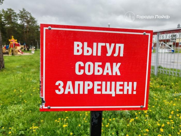 В Челябинском бору собаки напали на спортсменку